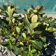 Azalea 'Corany'