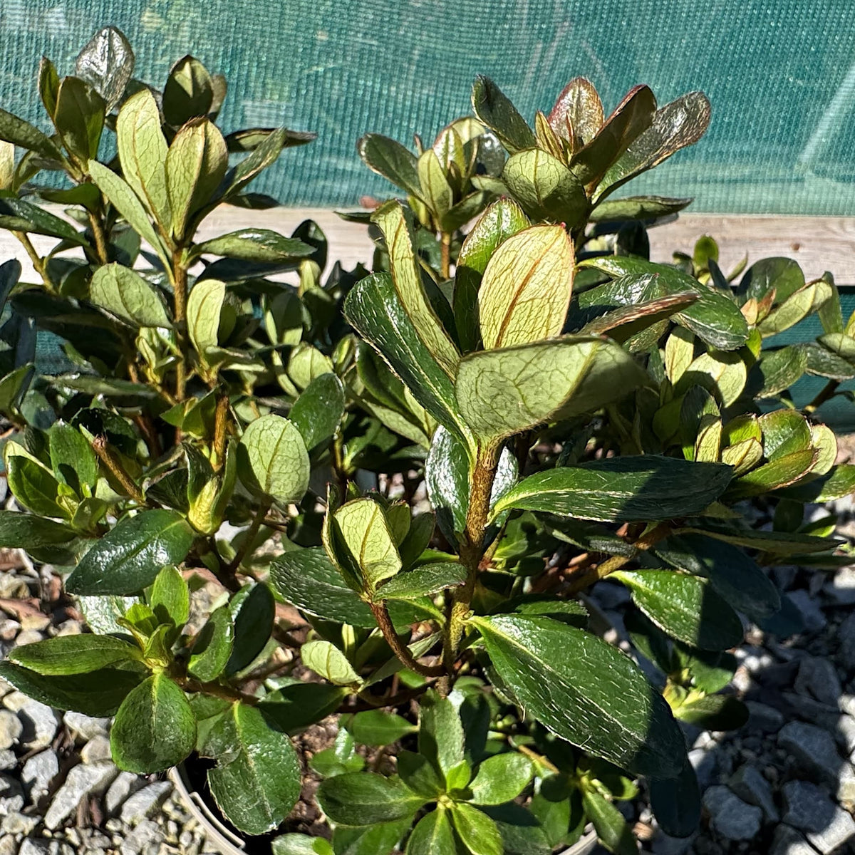 Azalea 'Corany'