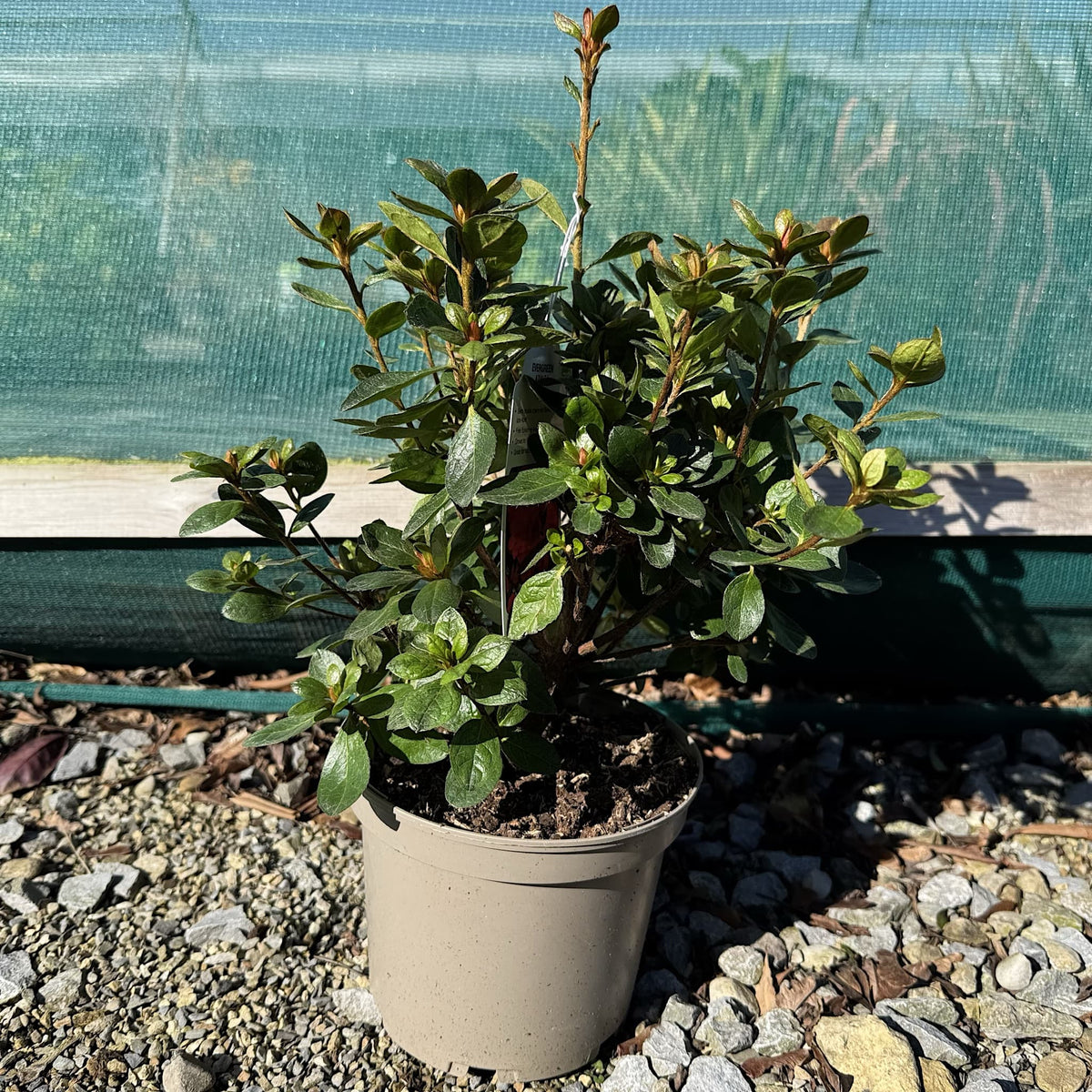 Azalea 'Florida'