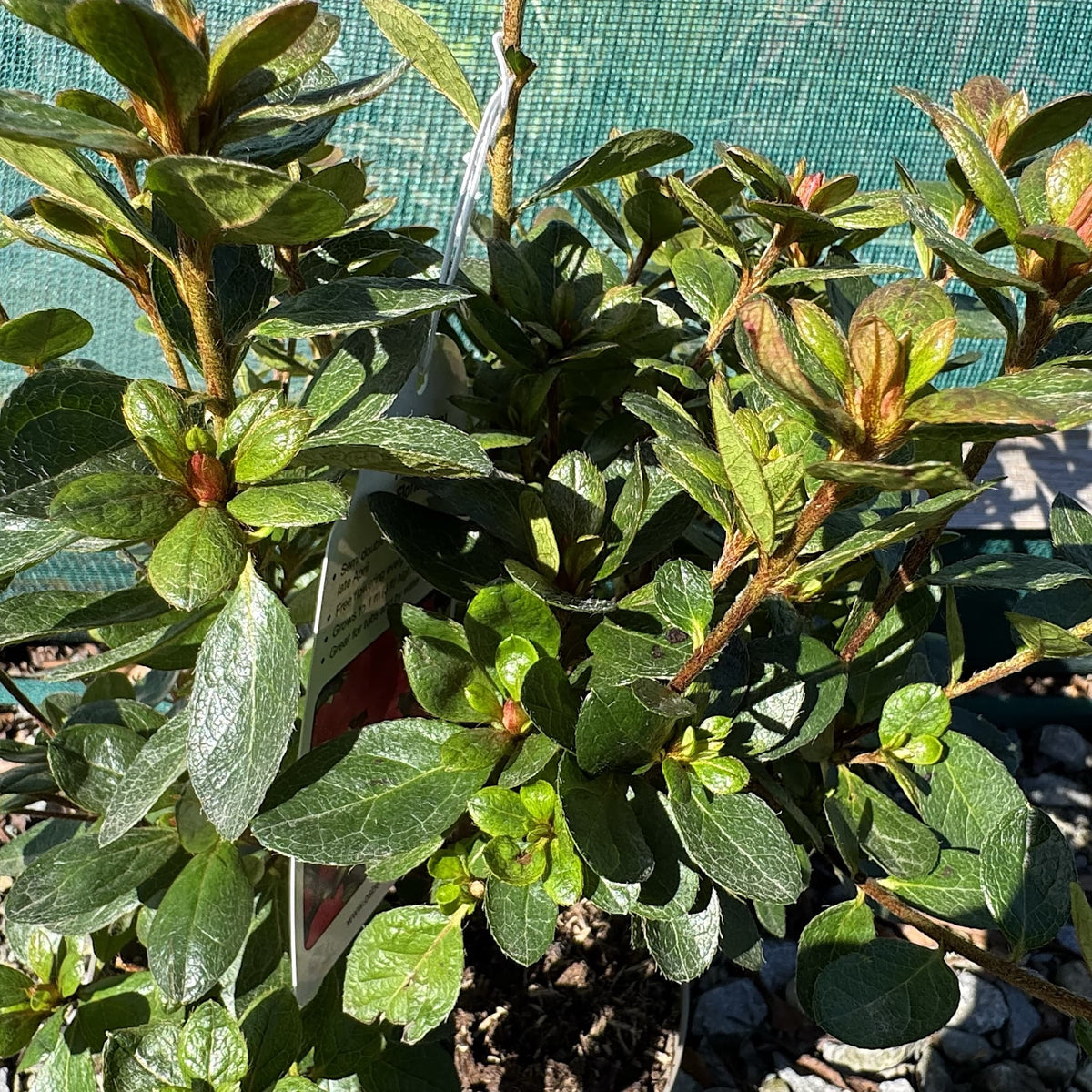 Azalea 'Florida'