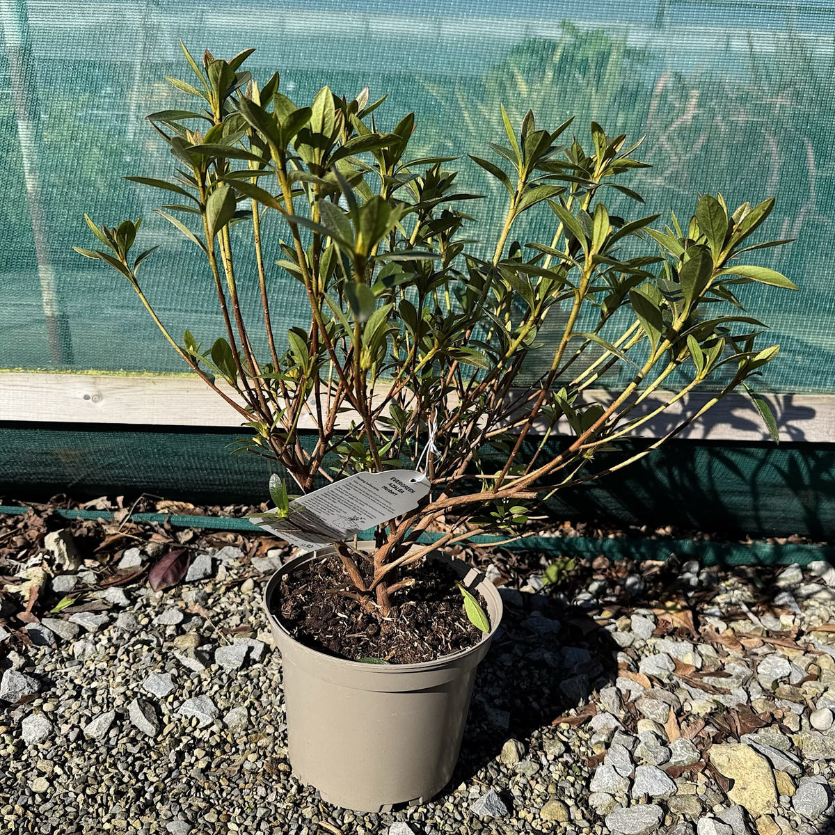 Azalea 'Herbert'