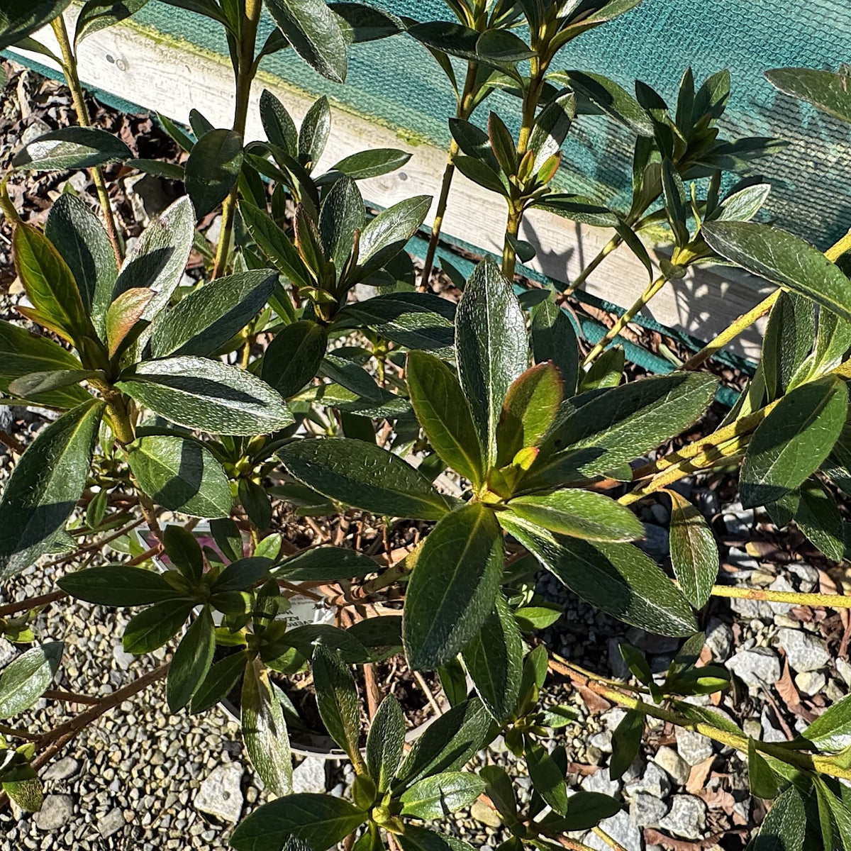Azalea 'Herbert'