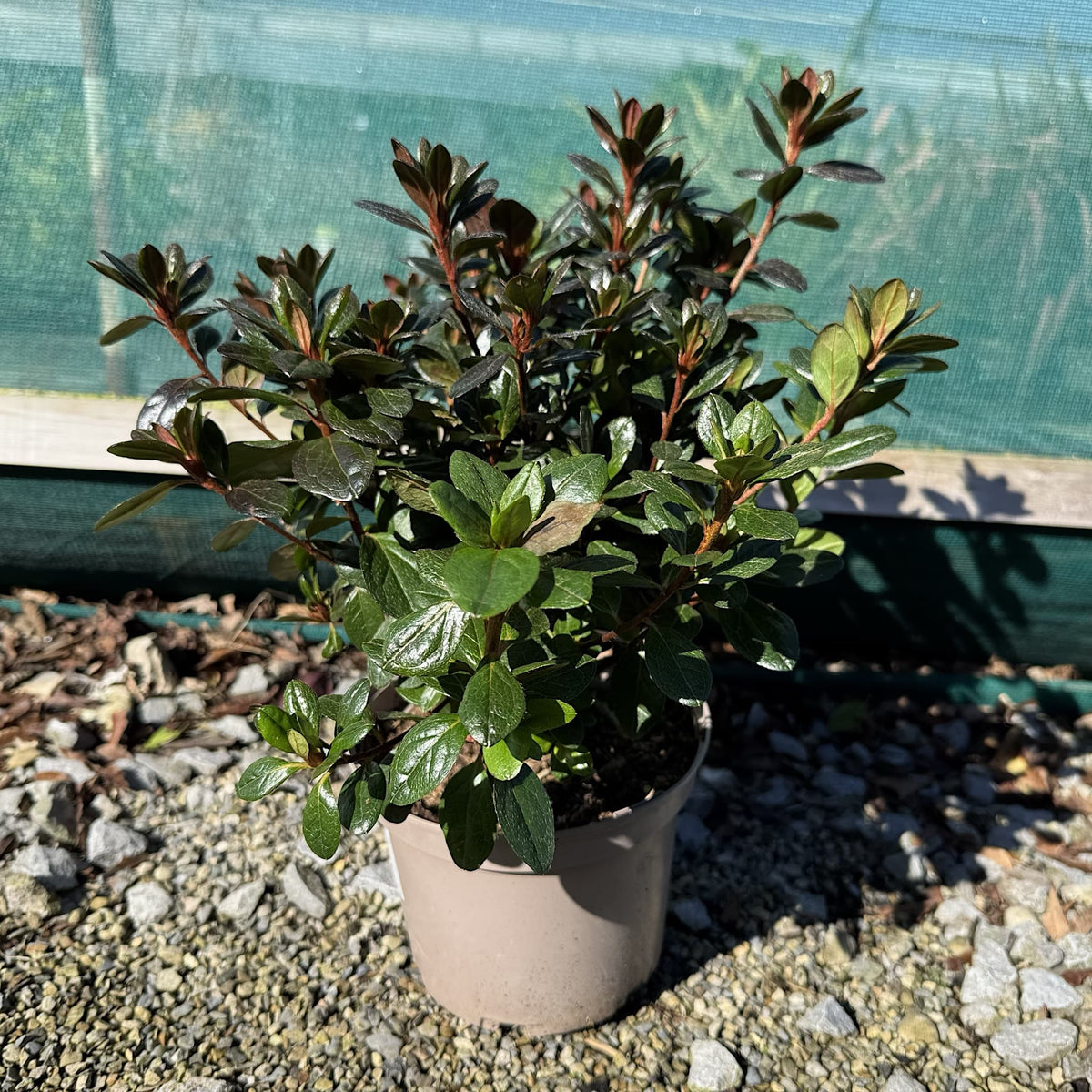 Azalea 'Johanna'