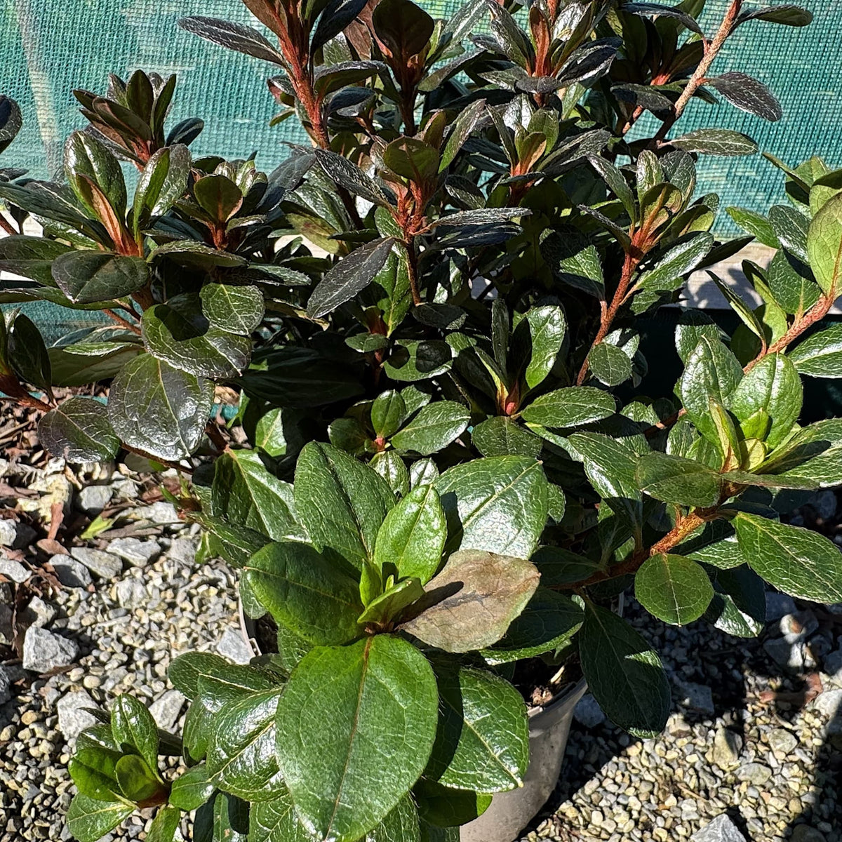 Azalea 'Johanna'