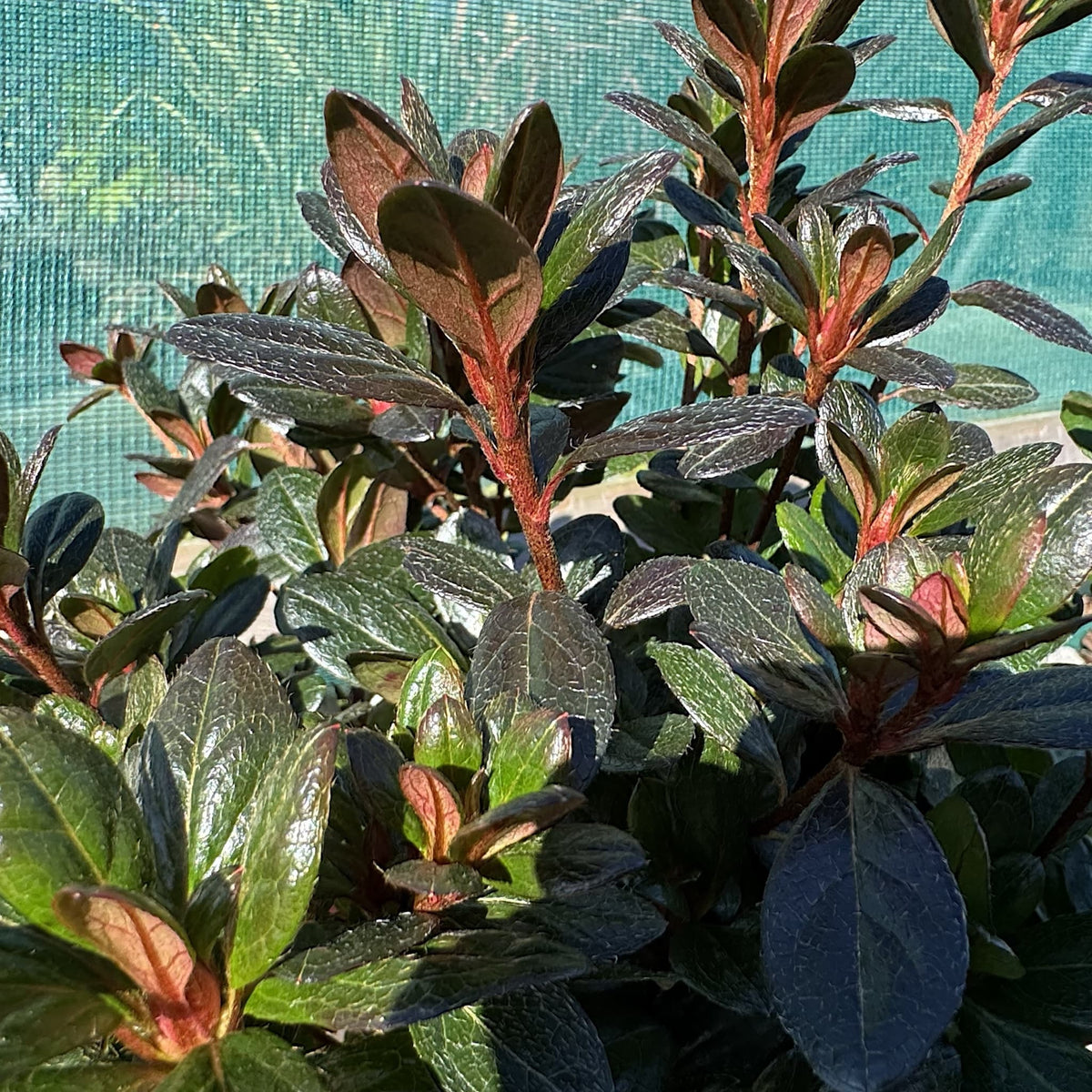 Azalea 'Johanna'