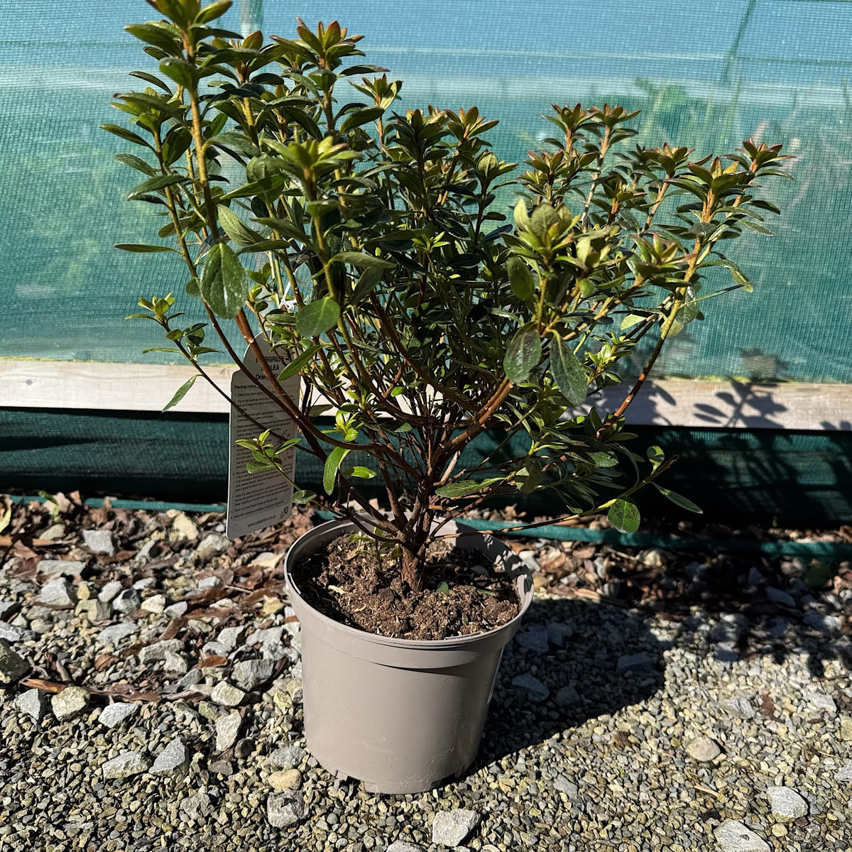 Azalea 'Orange King'