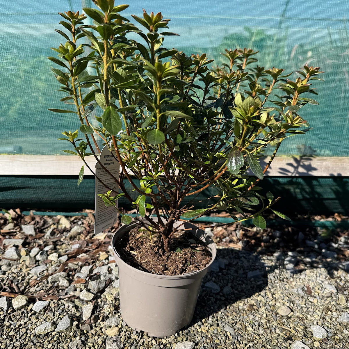 Azalea 'Orange King'