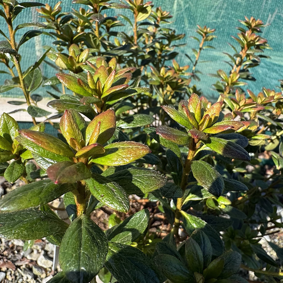Azalea 'Orange King'
