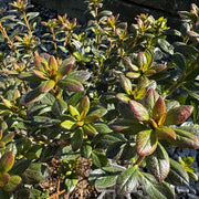 Azalea 'Orange King'