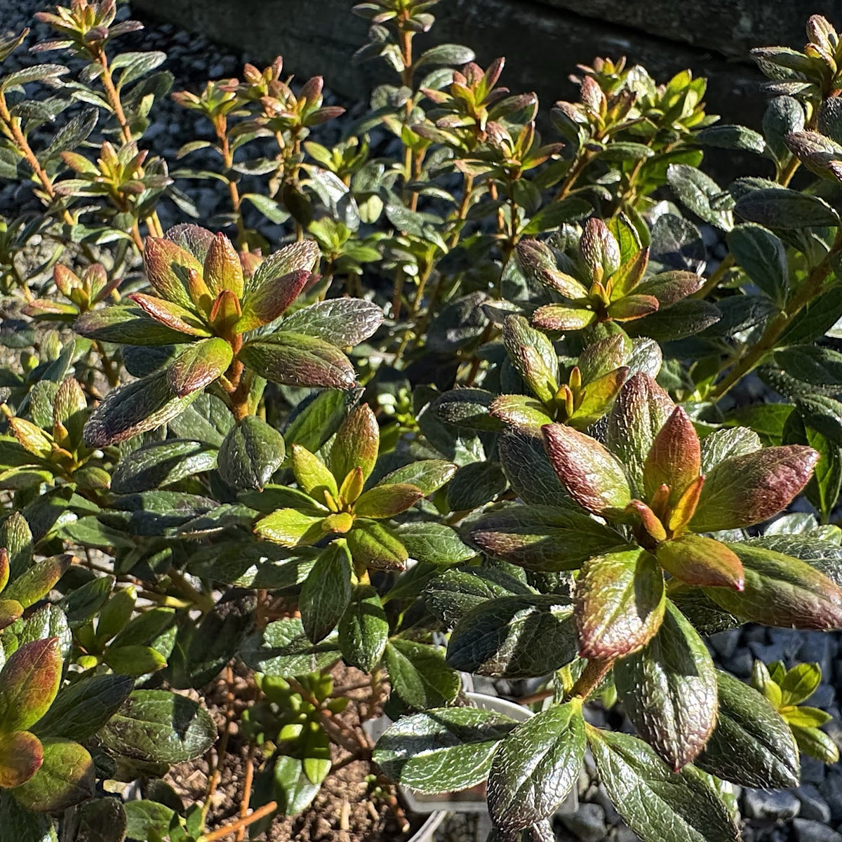 Azalea 'Orange King'
