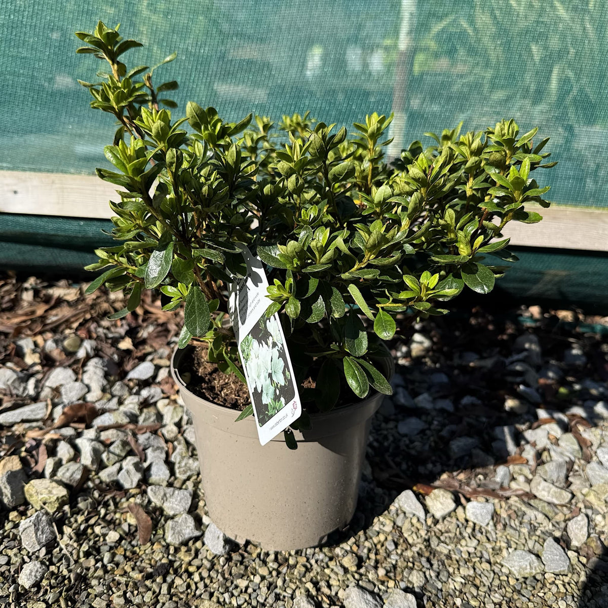 Azalea 'Pleasant White'