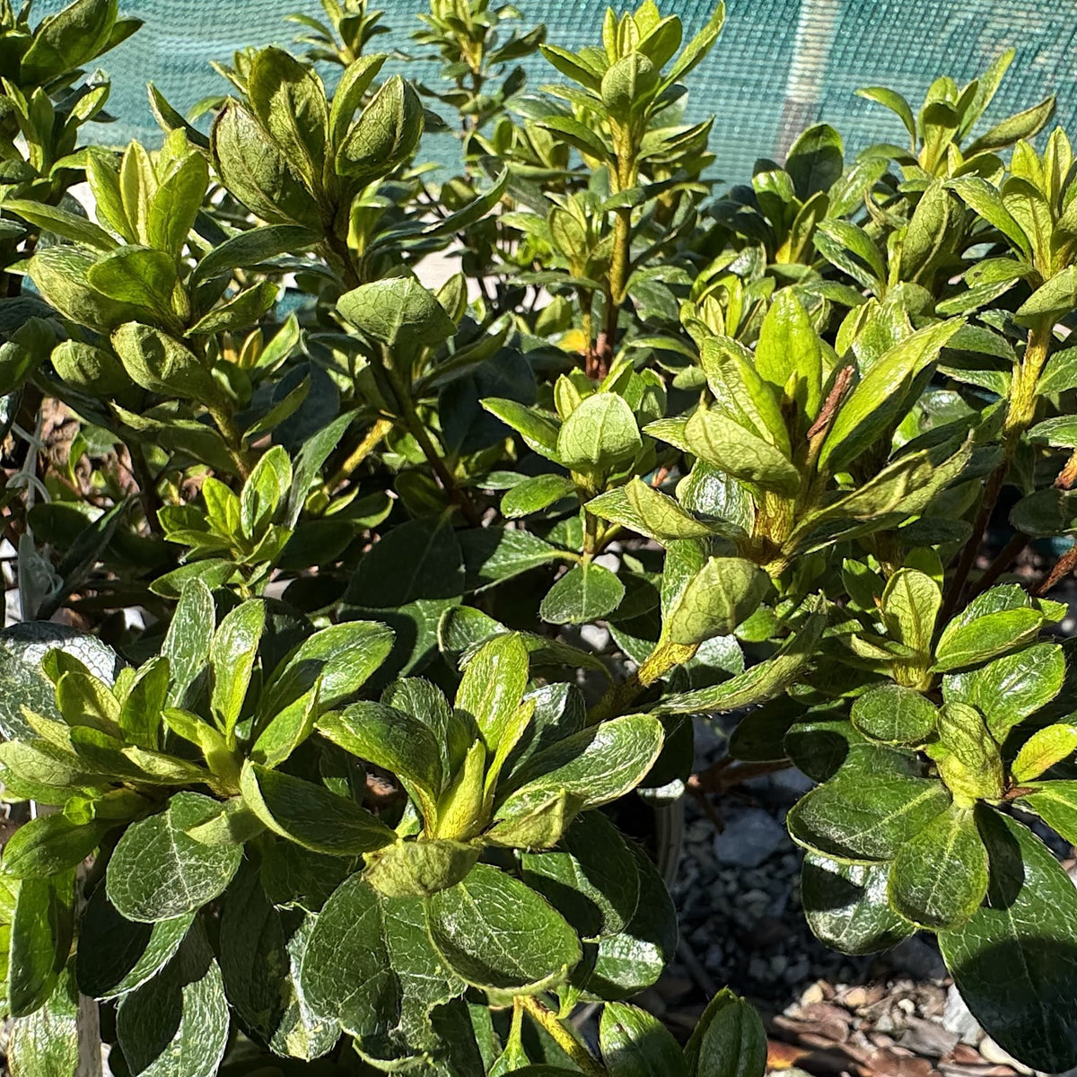 Azalea 'Pleasant White'