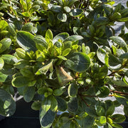 Azalea 'Pleasant White'