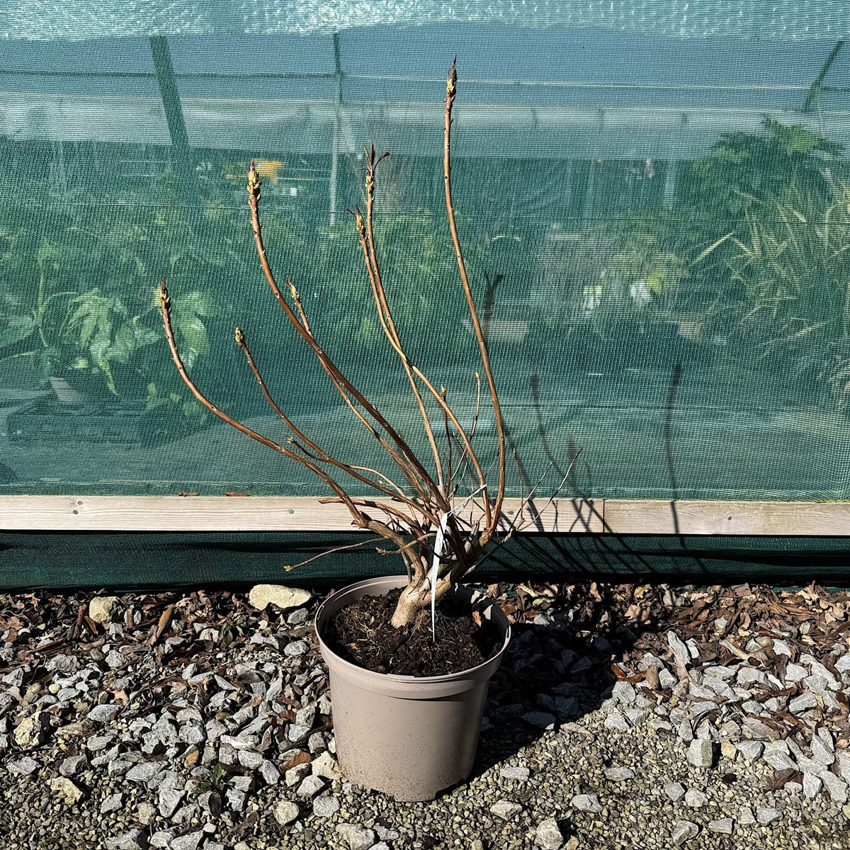 Azalea 'Anneke'