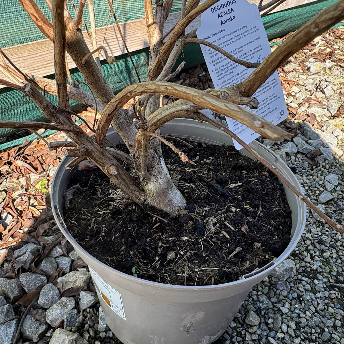 Azalea 'Anneke'
