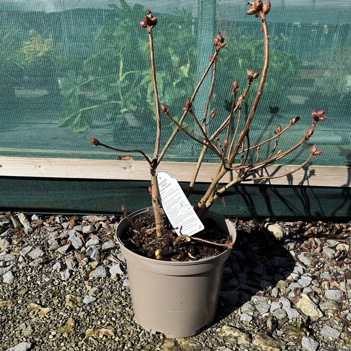 Azalea 'Cannon's Double'
