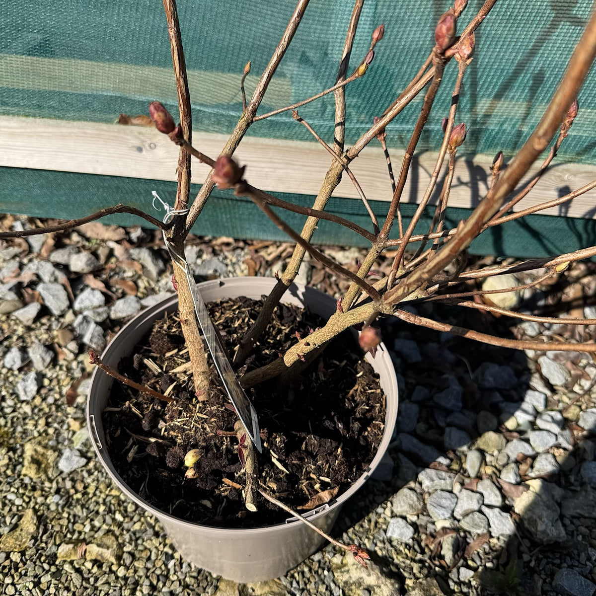 Azalea 'Cannon's Double'