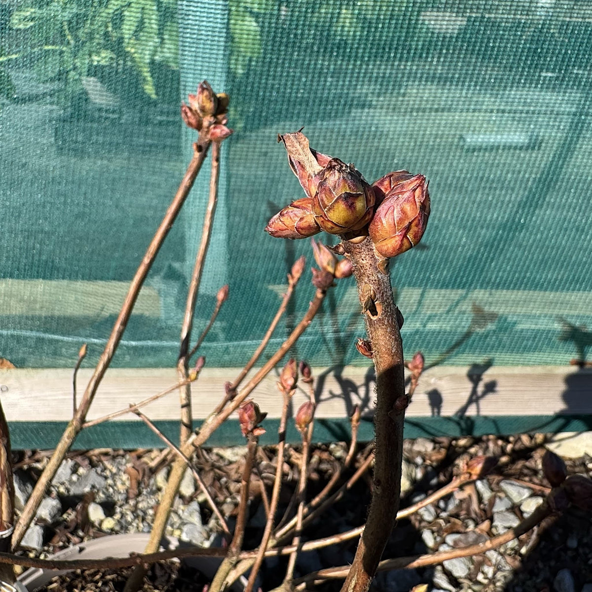 Azalea 'Cannon's Double'