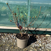 Azalea 'Gibraltar'