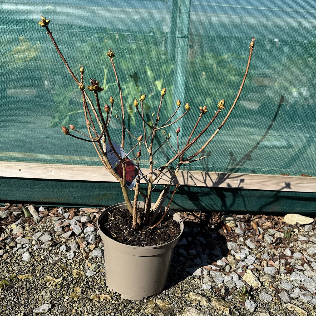 Azalea 'Gibraltar'