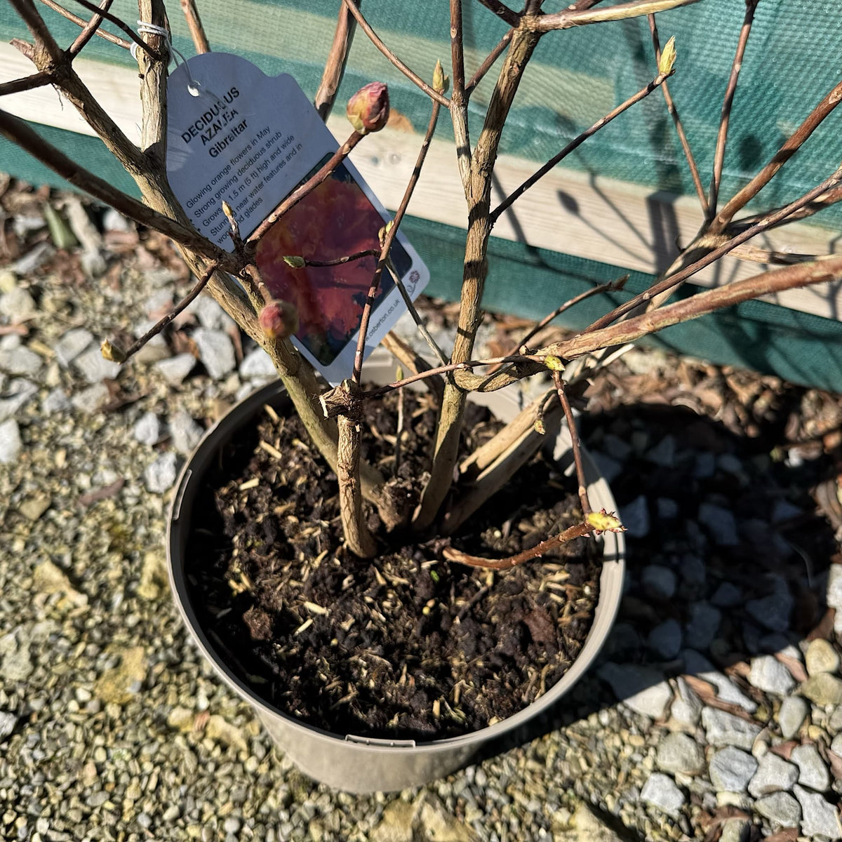 Azalea 'Gibraltar'