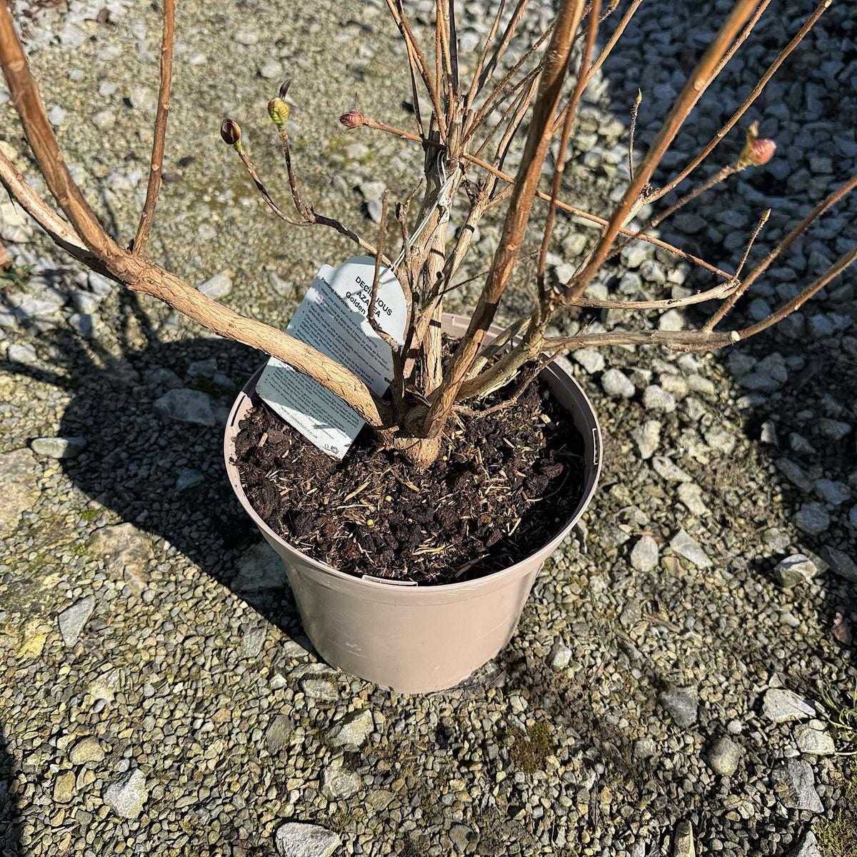 Azalea 'Golden Eagle'