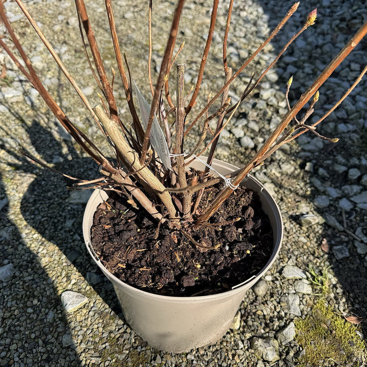 Azalea 'Homebush'