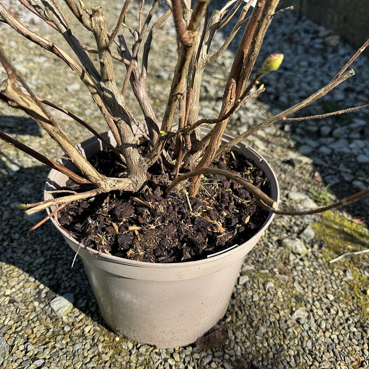 Azalea 'Klondyke'