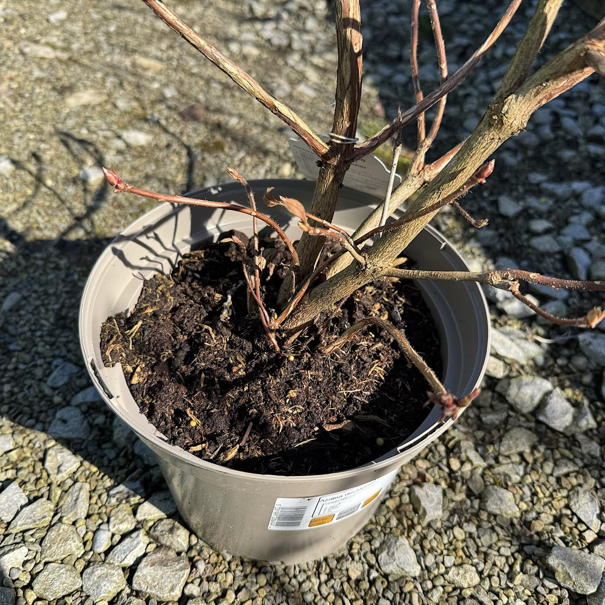 Azalea 'Silver Slipper'