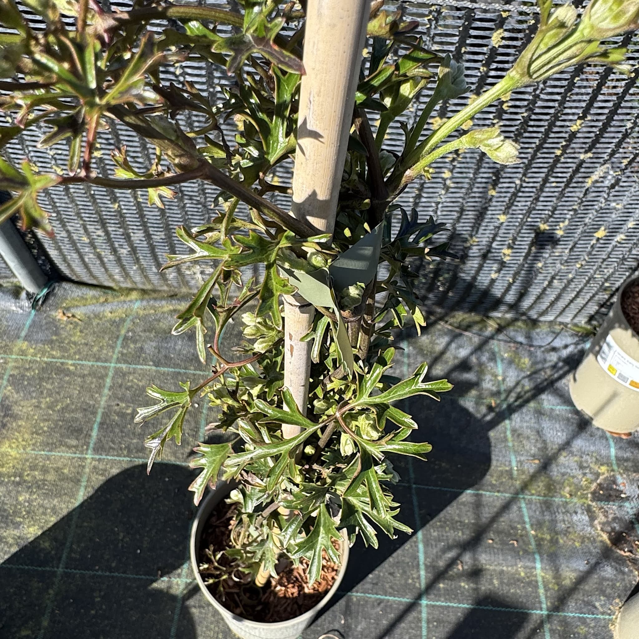 Clematis 'Early Sensation'