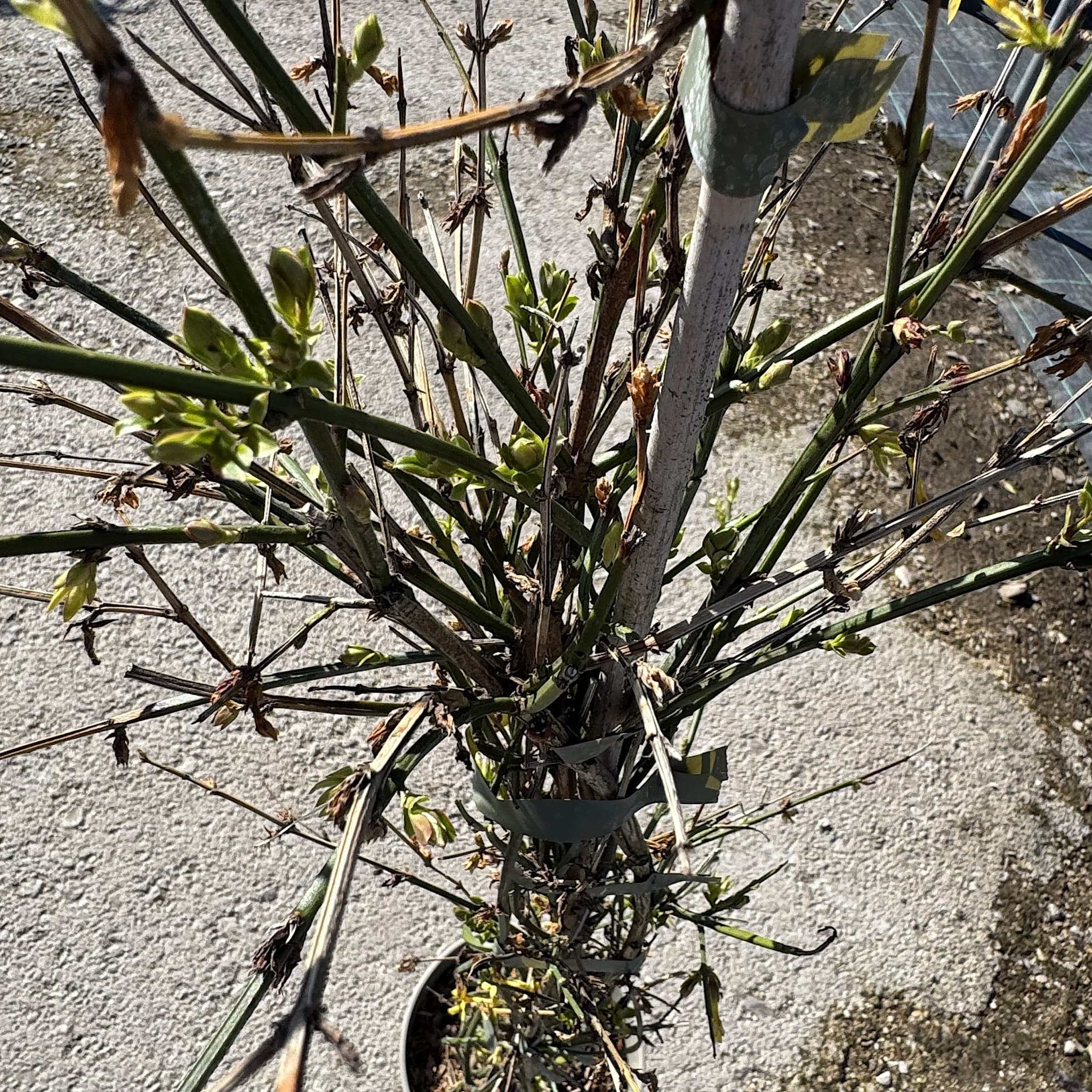 Jasminum nudiflorum