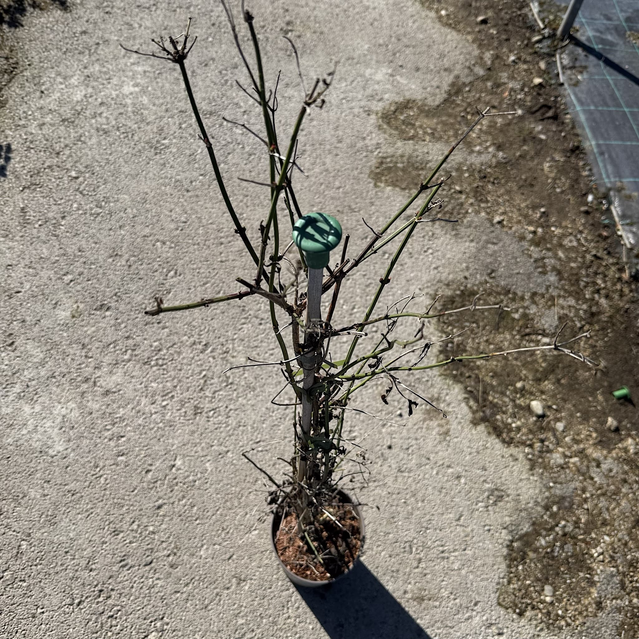 Jasminum officinale