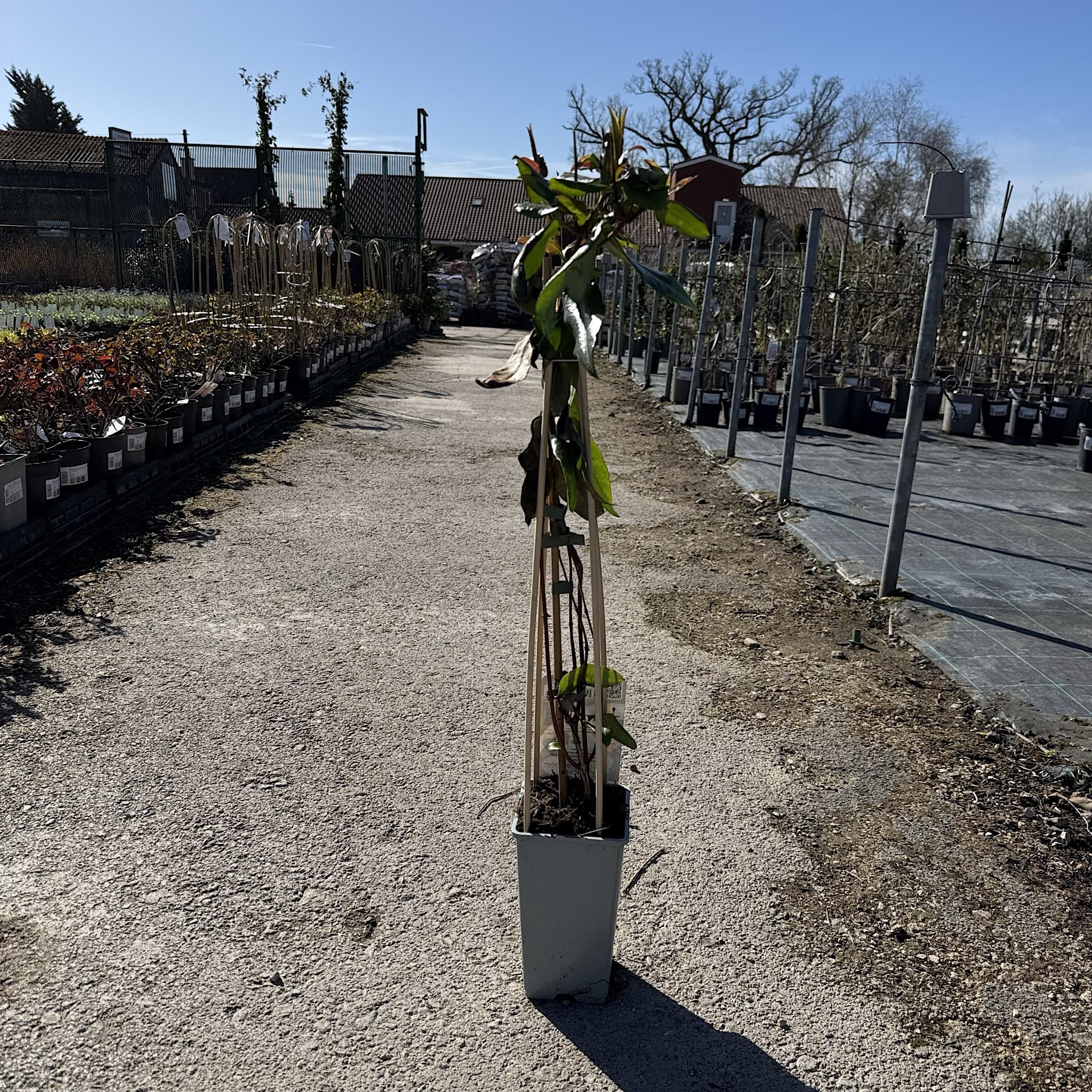 Lonicera henryi 'Copper Beauty'