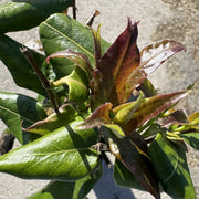 Lonicera henryi 'Copper Beauty'