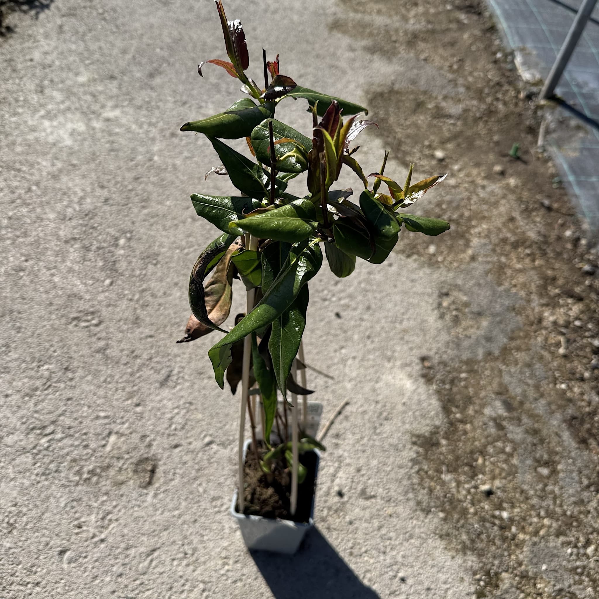 Lonicera henryi 'Copper Beauty'