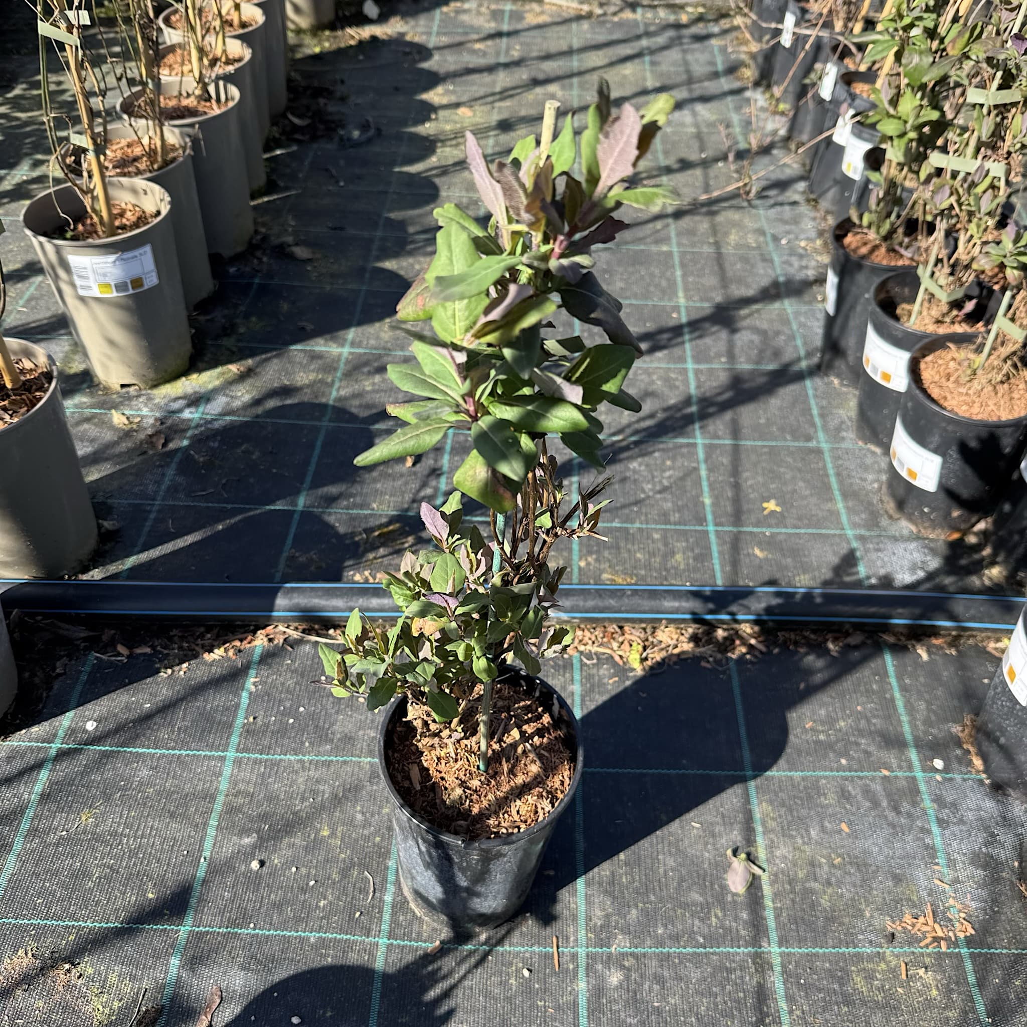 Lonicera periclymenum