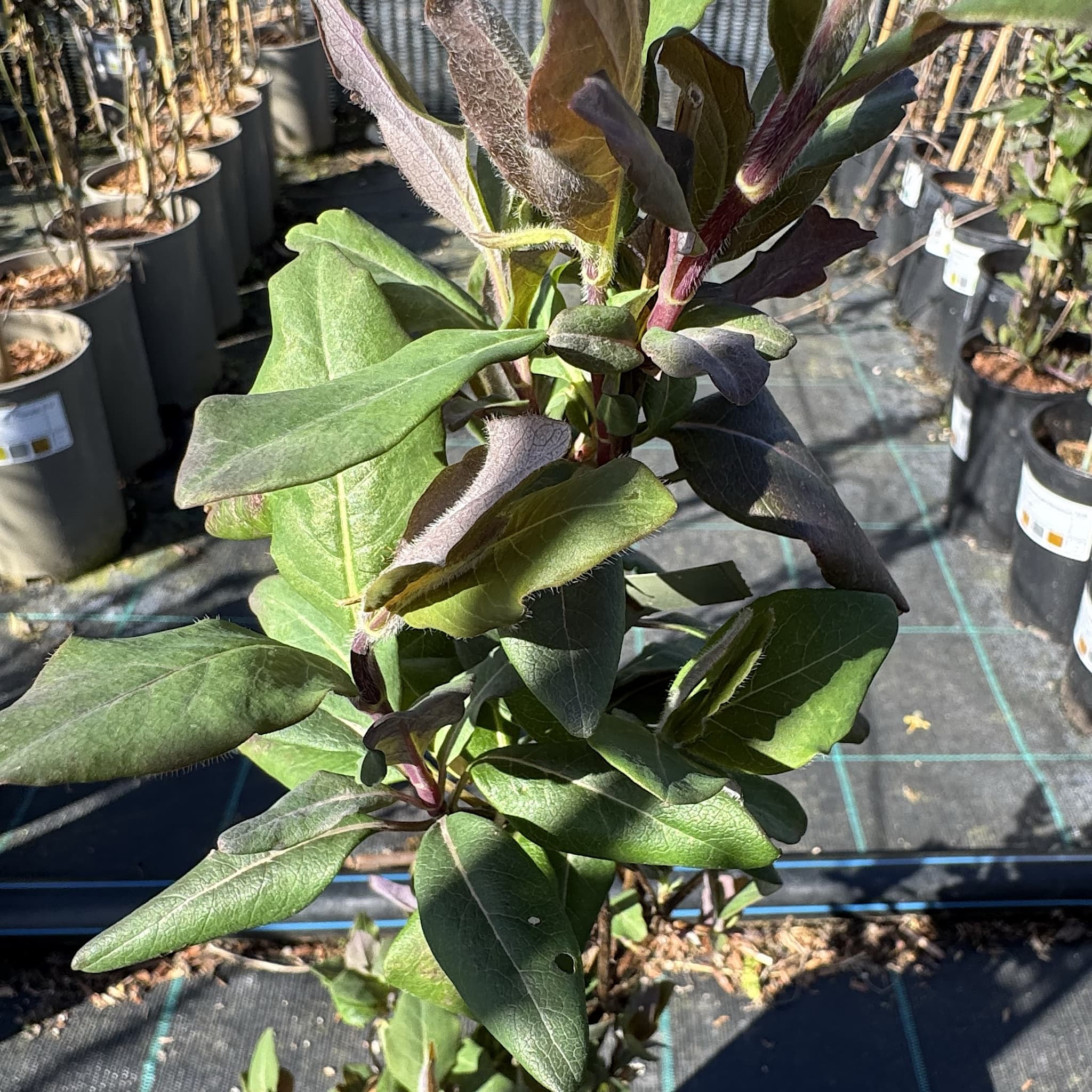 Lonicera periclymenum