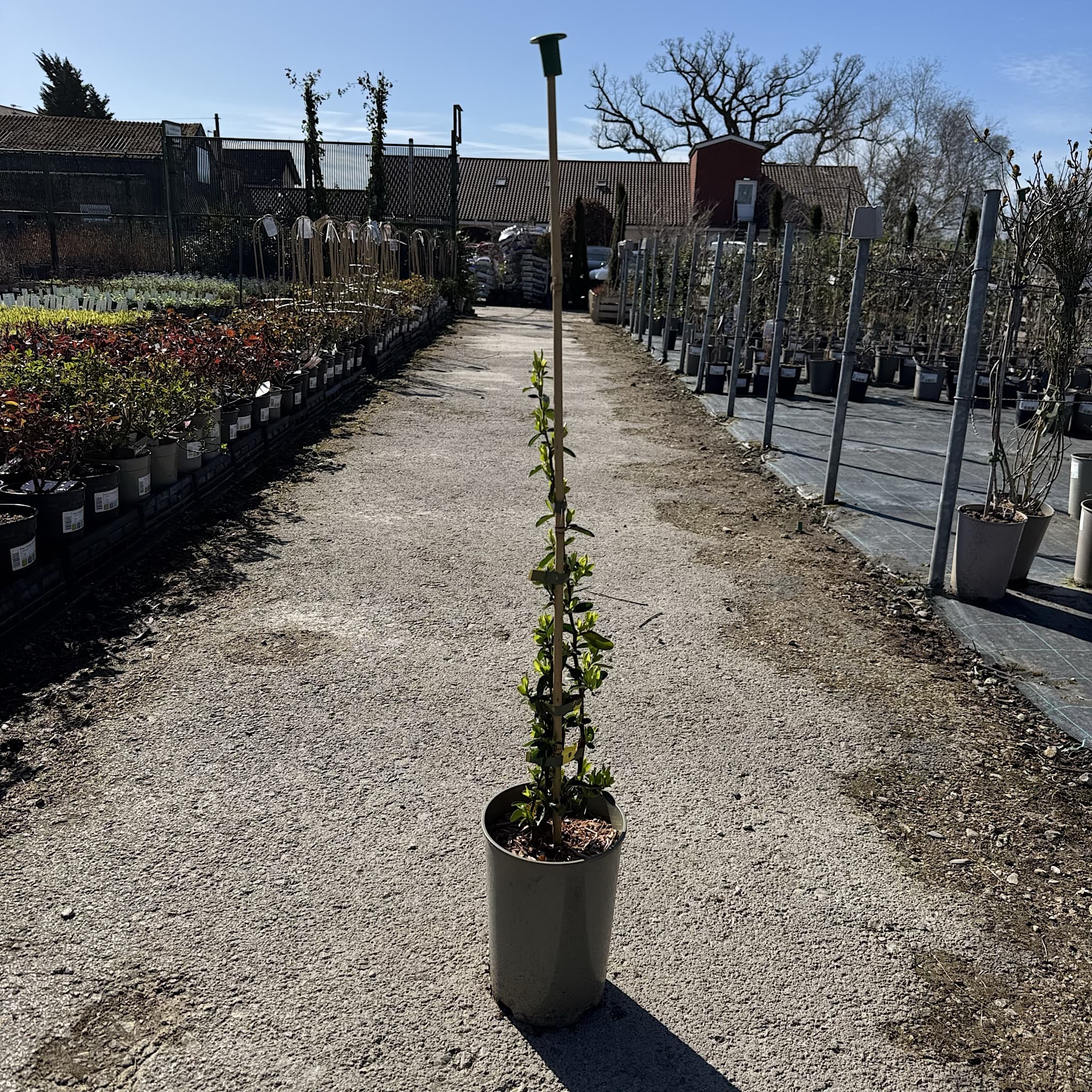 Pyracantha 'Saphyr Red'