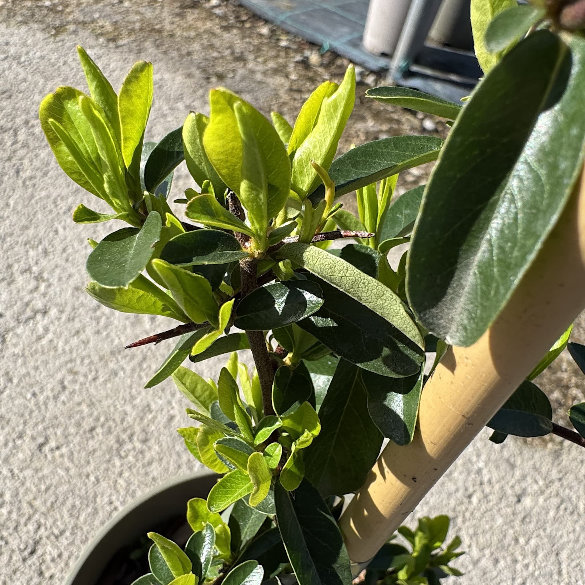 Pyracantha 'Saphyr Red'