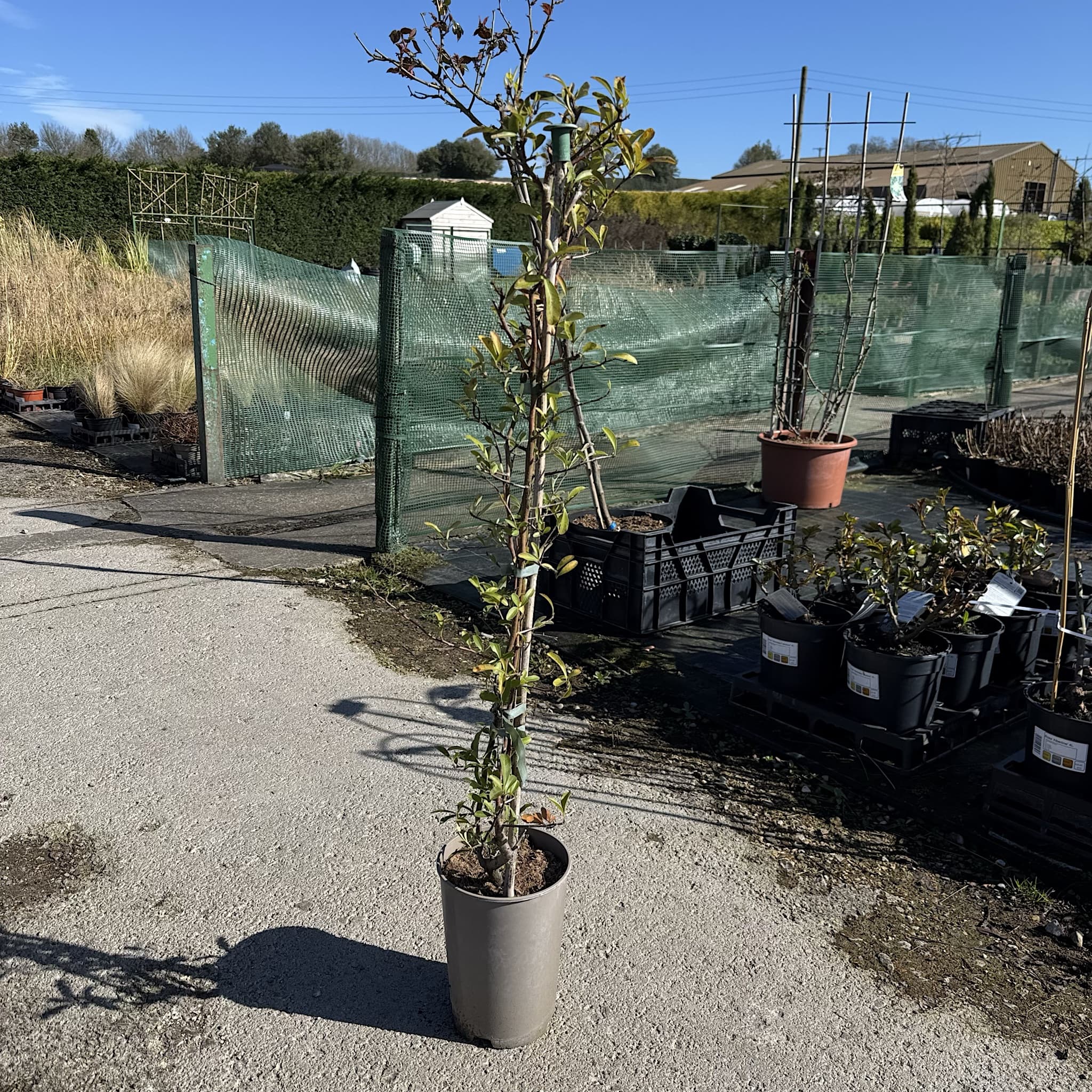 Pyracantha 'Saphyr Yellow'