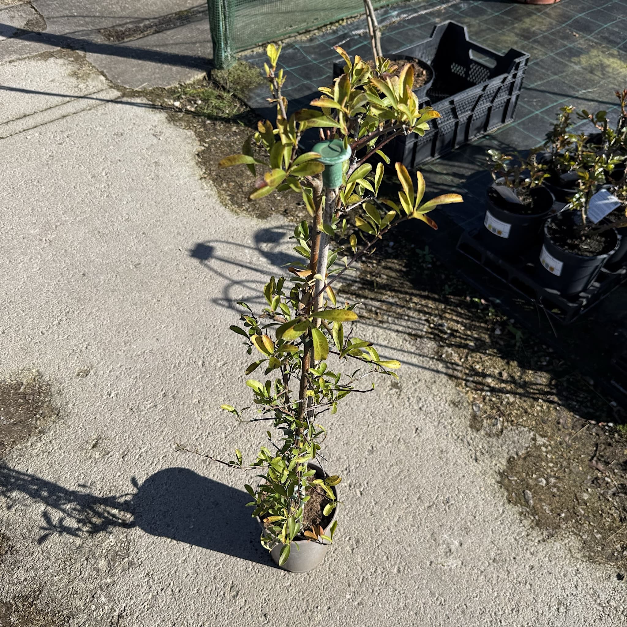 Pyracantha 'Saphyr Yellow'