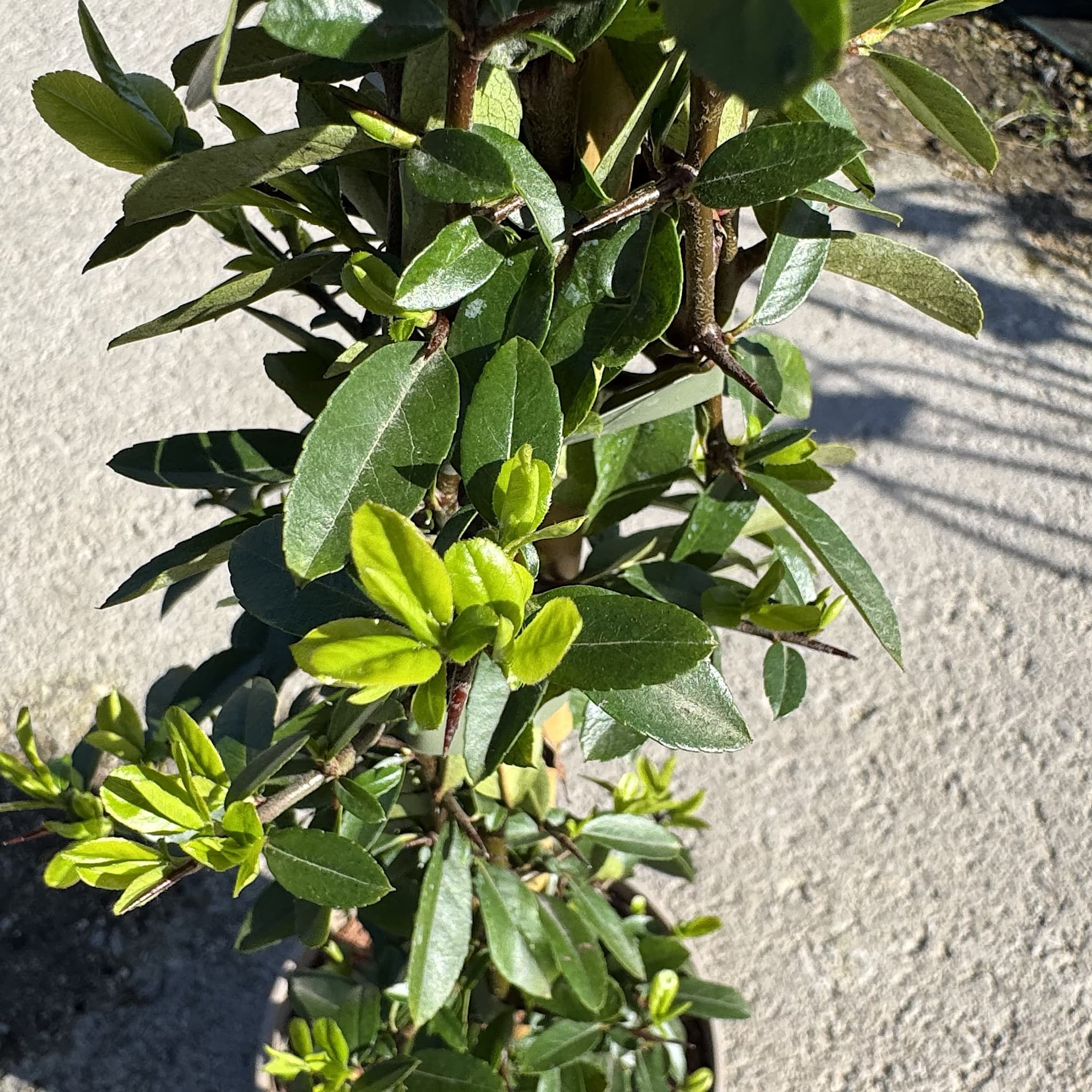 Pyracantha 'Orange Glow'