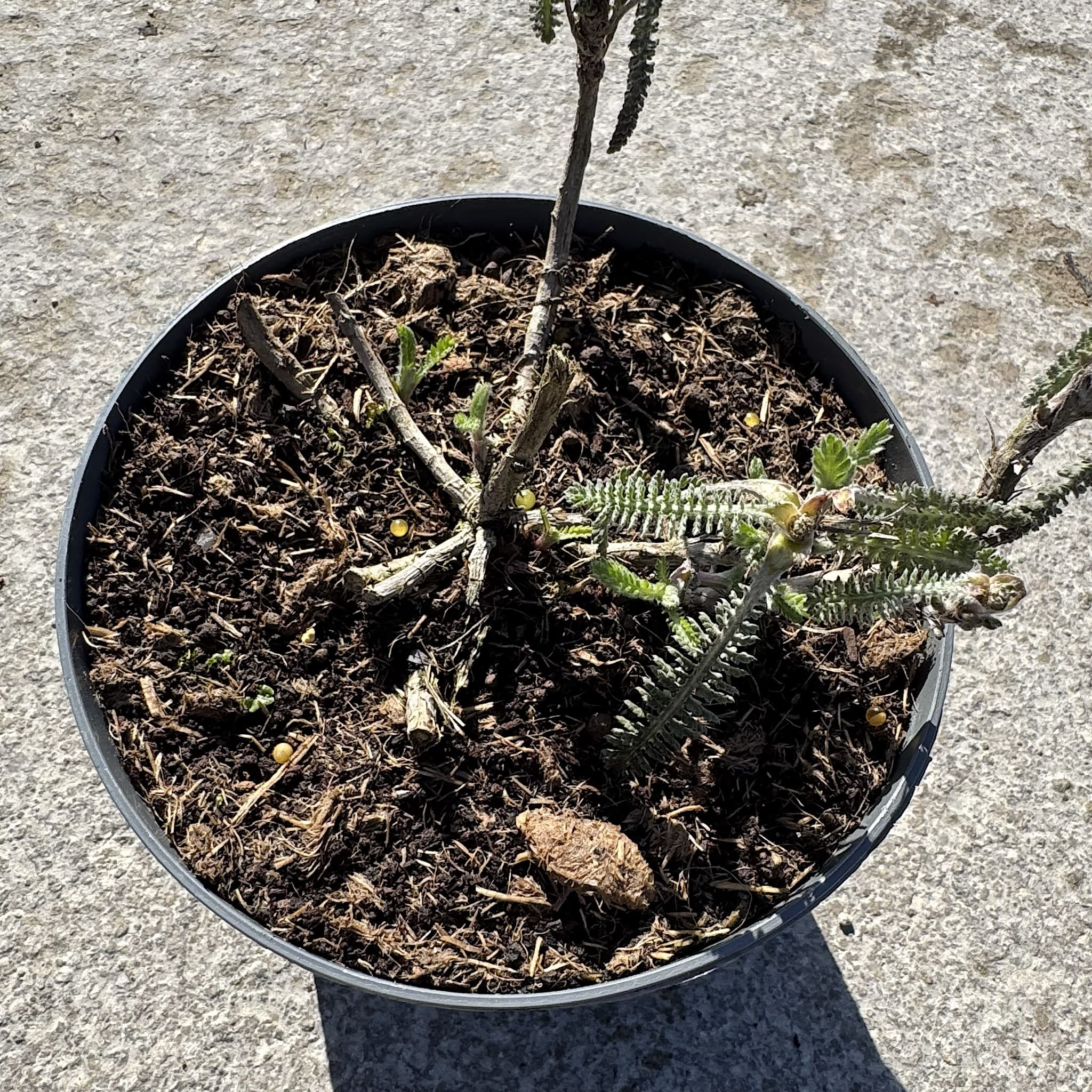 Achillea 'Moonshine'