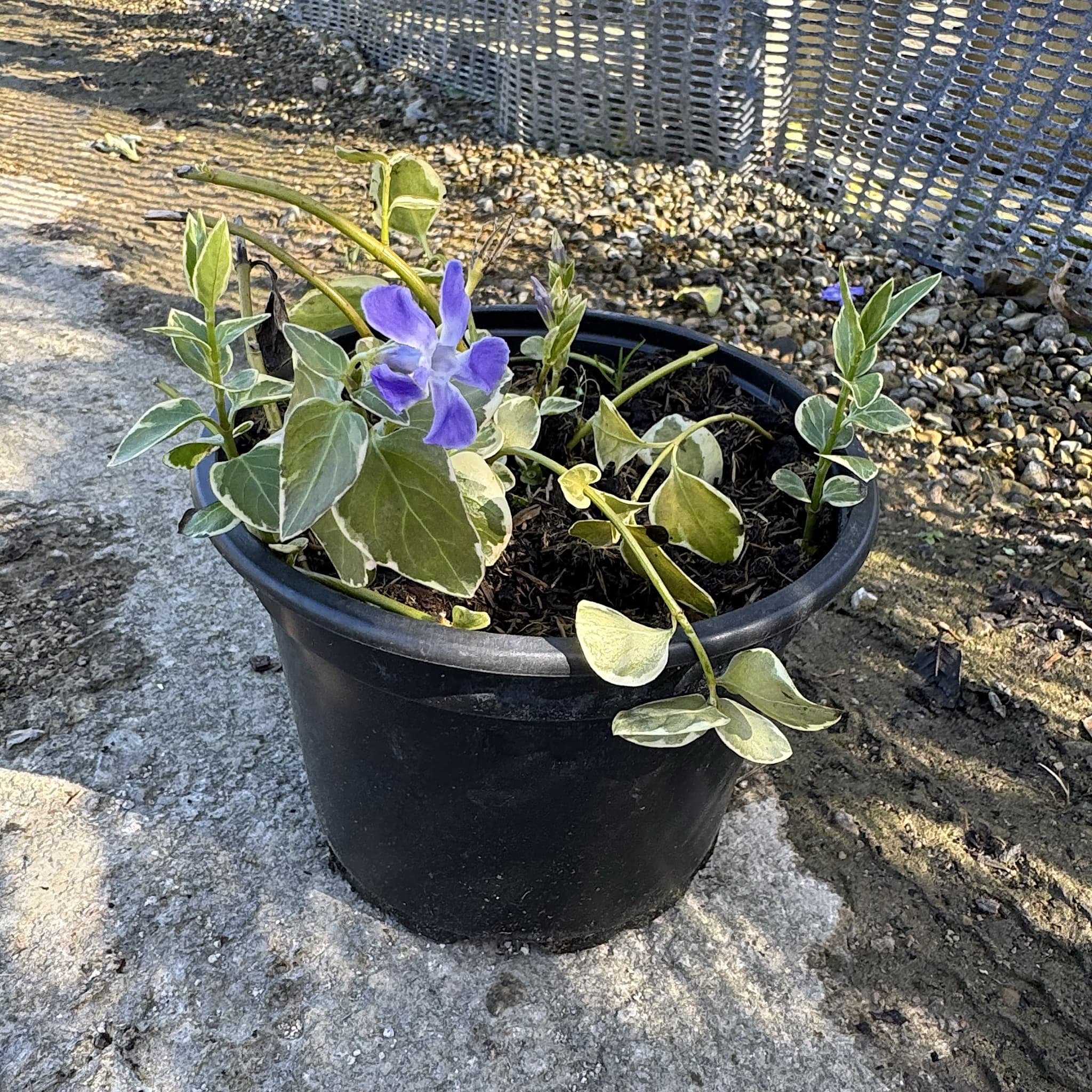 Vinca major 'Elegantissima'