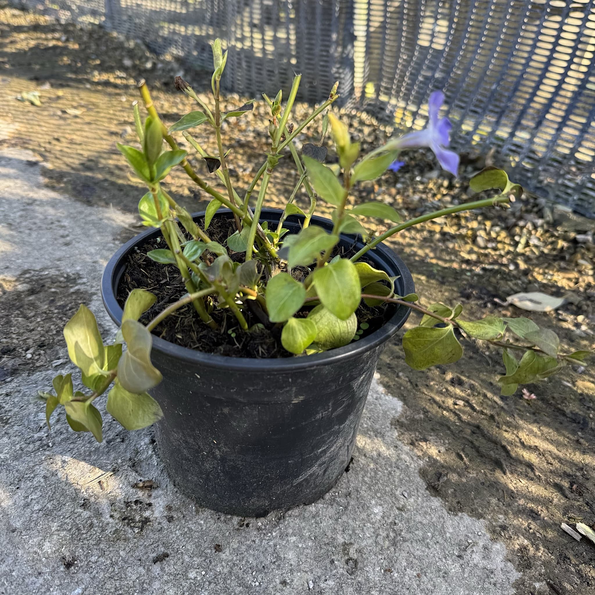Vinca major