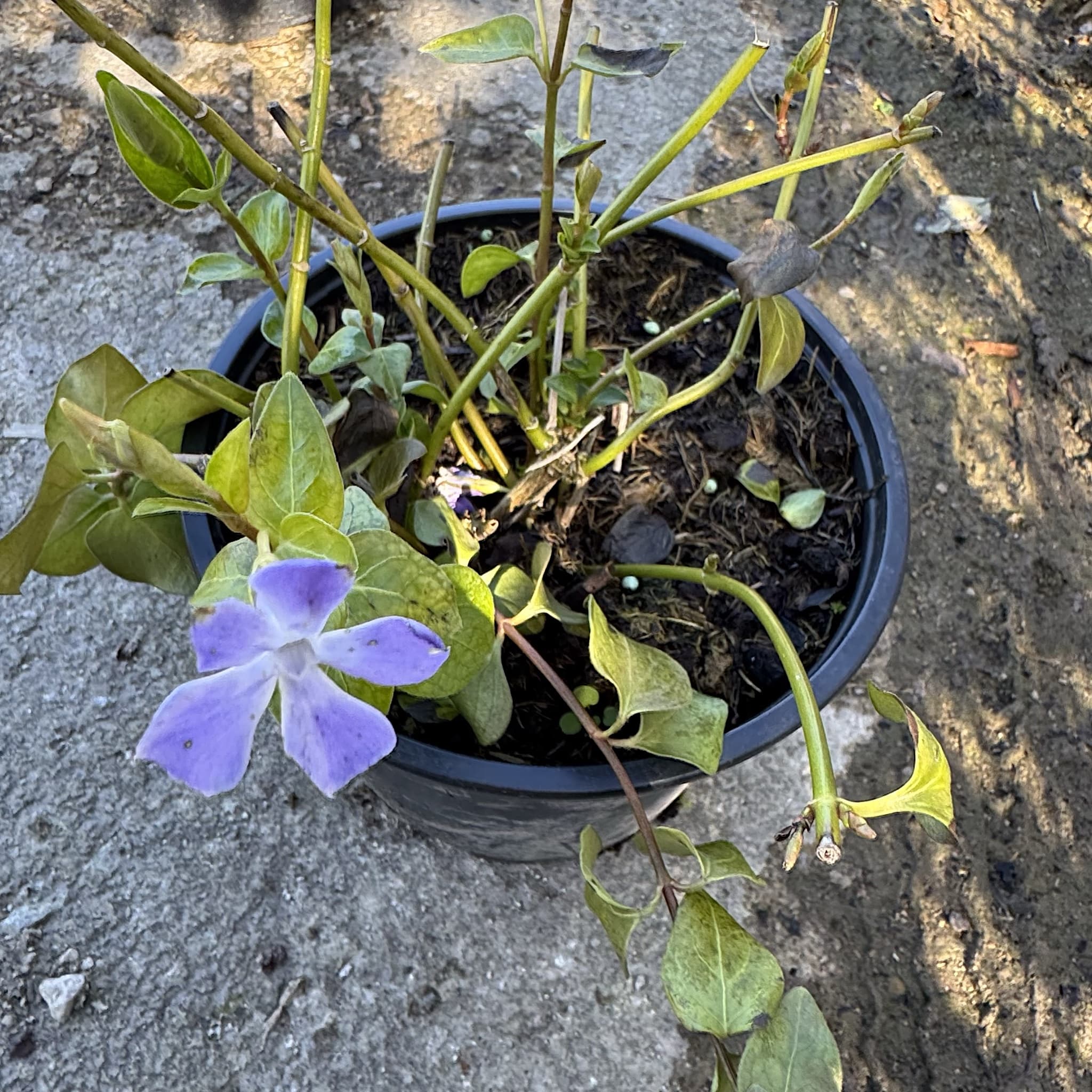 Vinca major