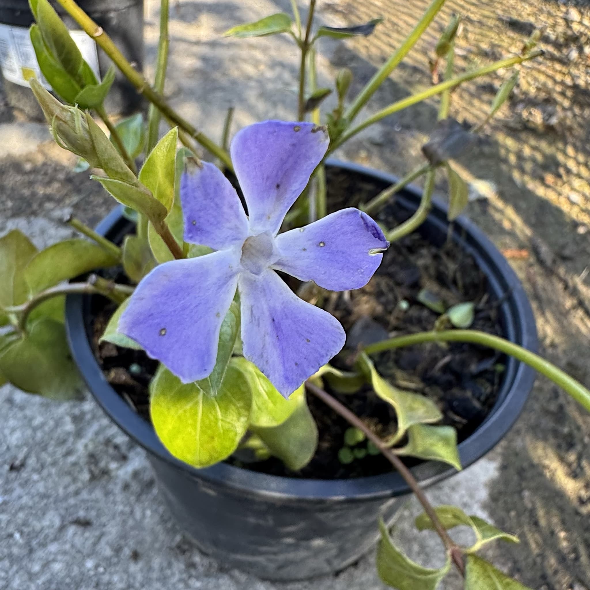 Vinca major