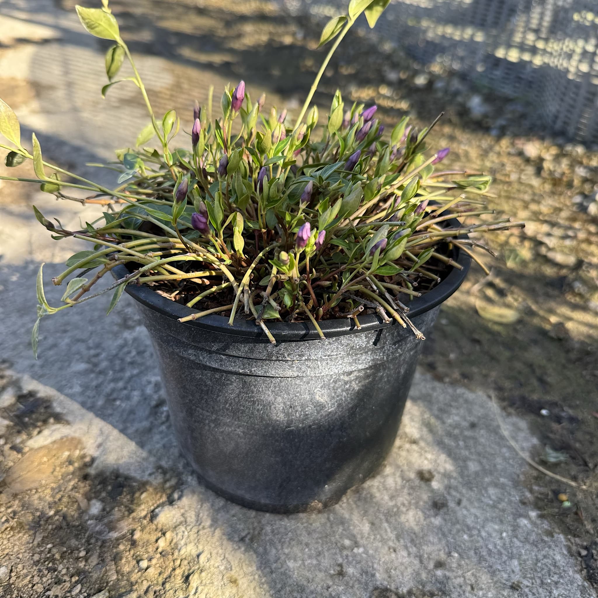 Vinca minor 'Atropurpurea'
