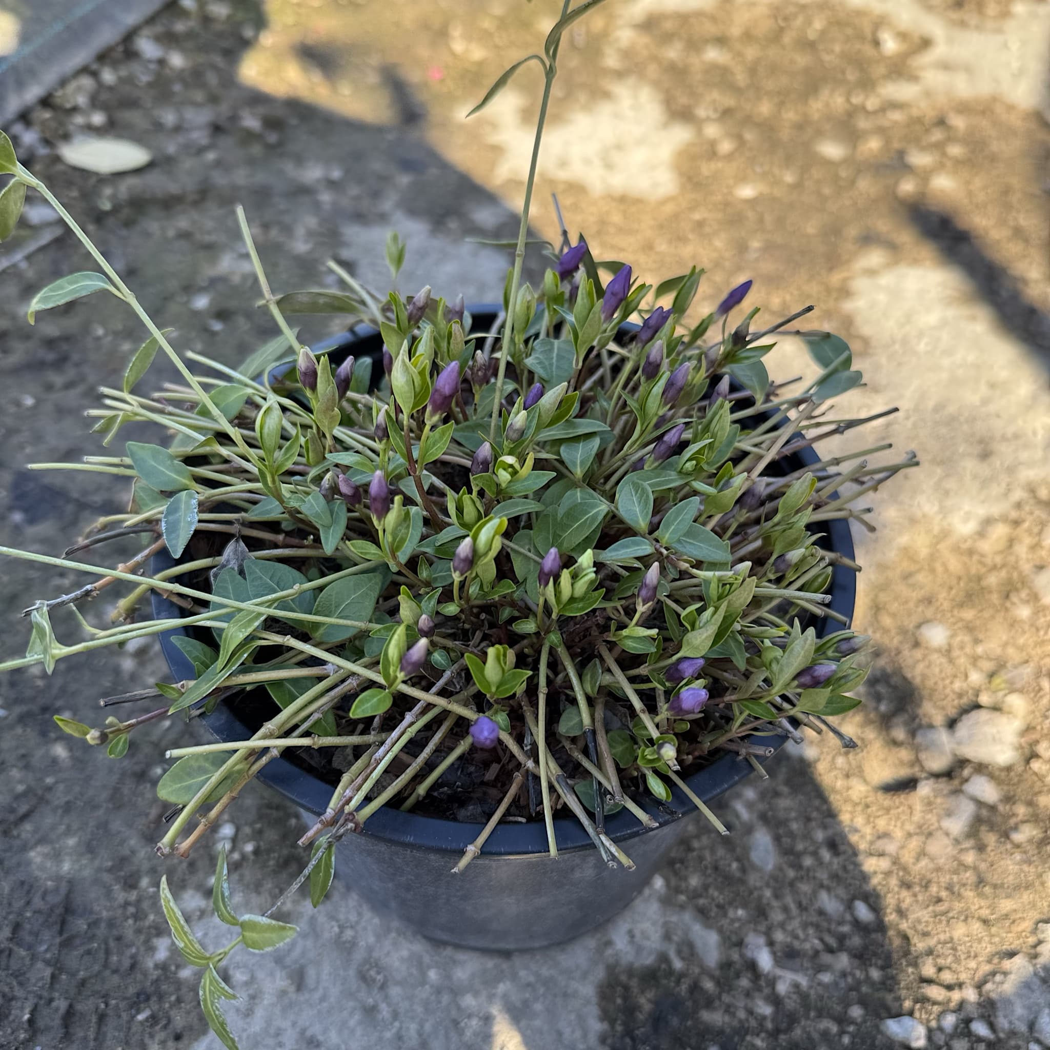 Vinca minor 'Atropurpurea'