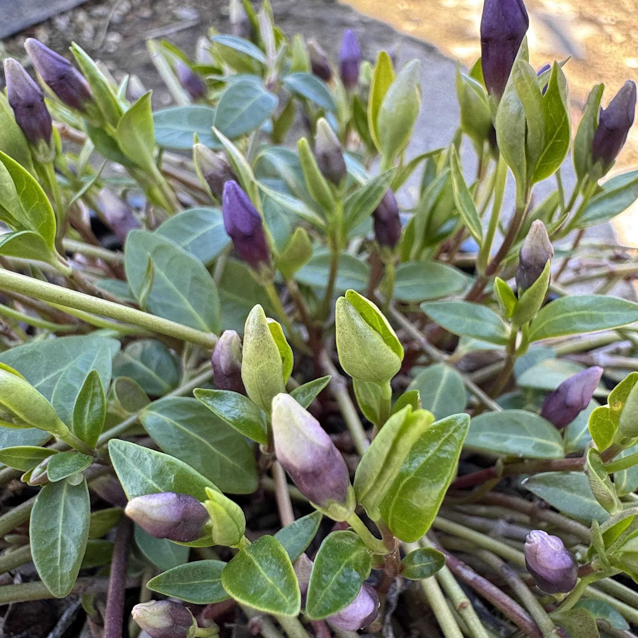 Vinca minor 'Atropurpurea'
